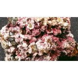 Erytrin